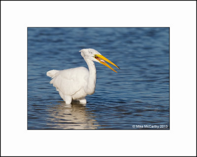 GREAT EGRETS