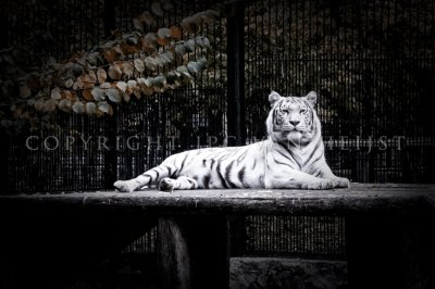 Bengal white tiger - Novosibirsk Zoo