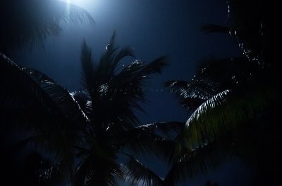 Moonlight on palmtrees