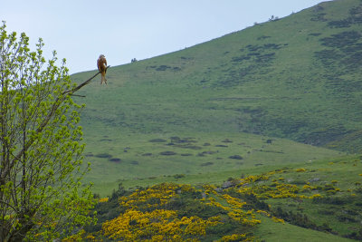 Red Kite