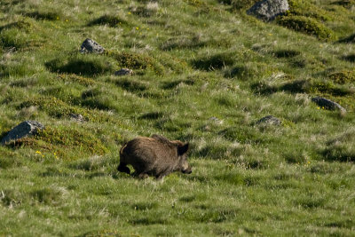 Wild Boar (Sus scrofa - Everzwijn)