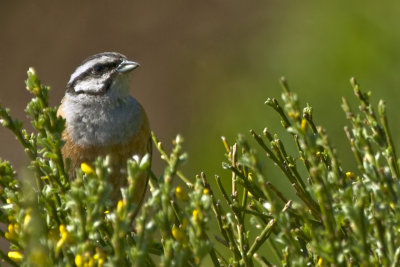 Rock Bunting (Emberiza cia - Grijze Gors)