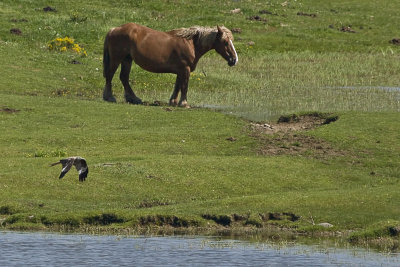 Horse meets Red Kite