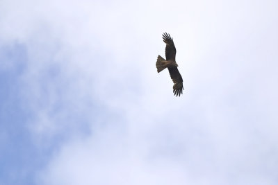 Black Kite (Milvus migrans - Zwarte wouw)