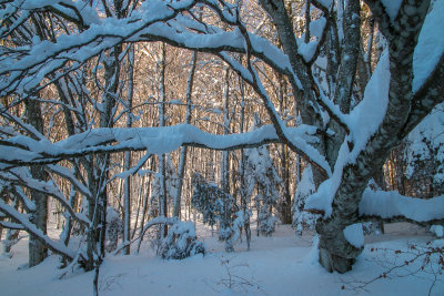 Majestic Beech