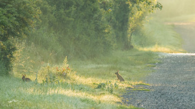 Rabbit haven