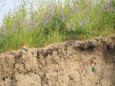 European bee-eaters (Merops apiaster) at their nesting site