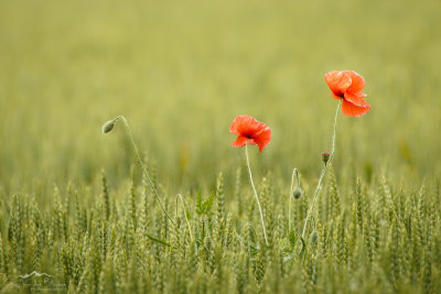 Poppies