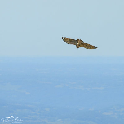 Short-toed Snake-Eagle (Circaetus gallicus)