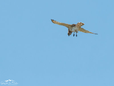 Short-toed Snake-Eagle (Circaetus gallicus)