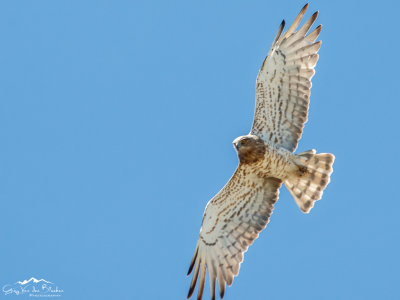 Short-toed Snake-Eagle (Circaetus gallicus)