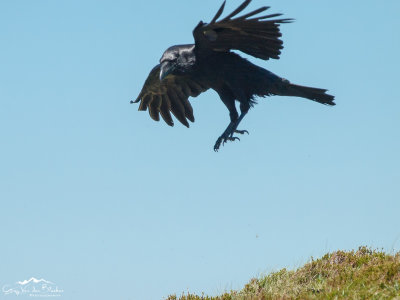 Common raven (Corvus corax)