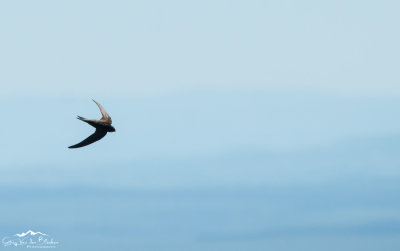 Common swift (Apus apus)