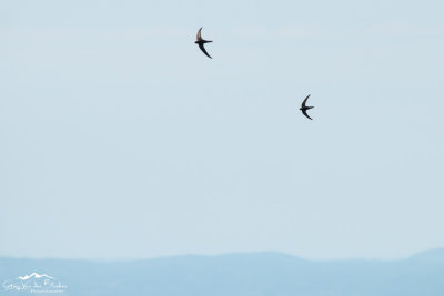 Common swift (Apus apus)