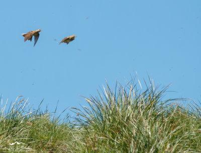 Tree pipits (Anthus trivialis) hunting for insects