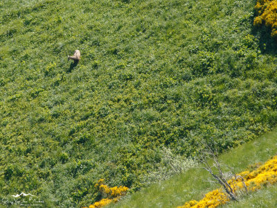 Chamois (Rupicapra rupicapra)