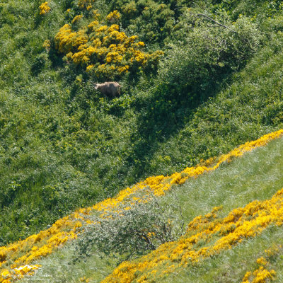 Chamois (Rupicapra rupicapra)