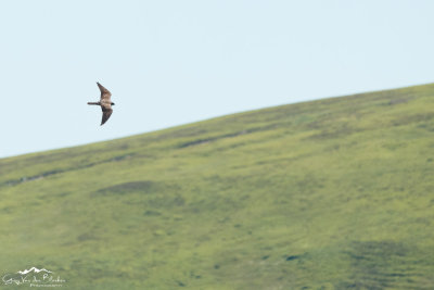 Eleonora's falcon (Falco eleonorae)