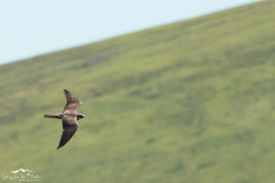 Eleonora's falcon (Falco eleonorae)