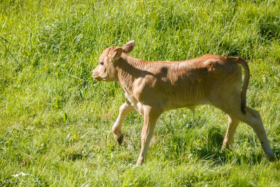 Newborn calf (with part of the umbilical cord)