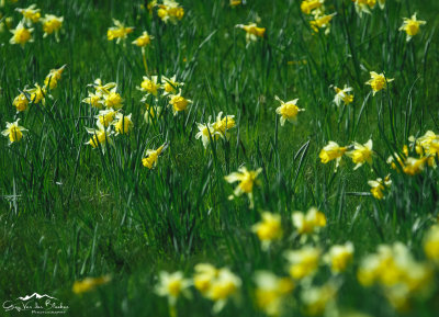 Field of wild narcissus