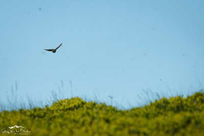 Tree pipit (Anthus trivialis) hunting for insects