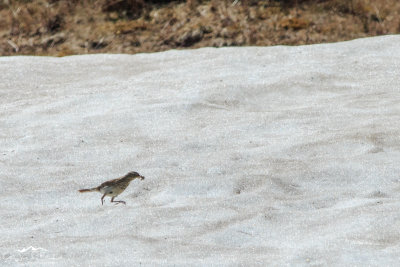 Tree pipit (Anthus trivialis) hunting on a patch of snow