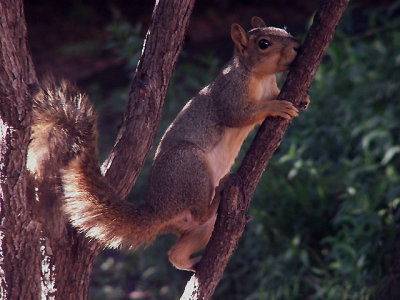 10-24-2013 Tree Lover.jpg