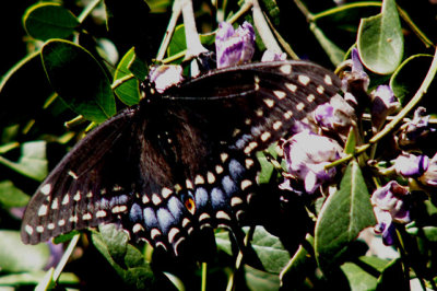 3-17-2014 Black Swallowtail.jpg