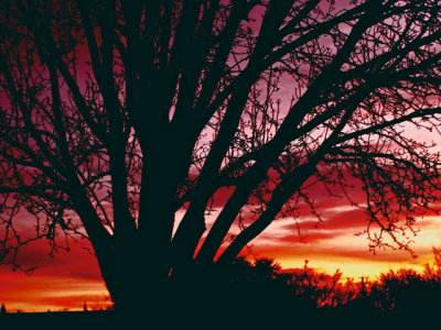 2-8-2014 Sunset Tree.jpg