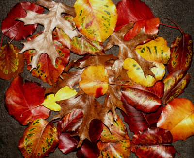 1-13-2015  Leaf  Litter.jpg