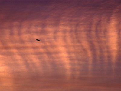 1-16--2015   Sunset Unusual Cloud Show.jpg