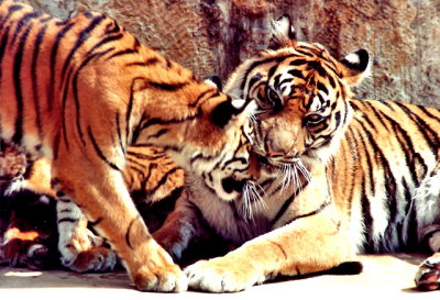 6-91  Sumatran  Tiger   Mom  and   Cub.jpg