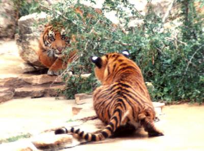 5-91 Sumatran Tiger Cubs Practice Stalking