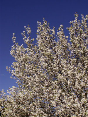 3-12-2015 Bradford Pear Tree in Bloom  2.jpg