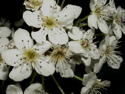 3-12-2015 Bradford Pear Tree Blooms .jpg