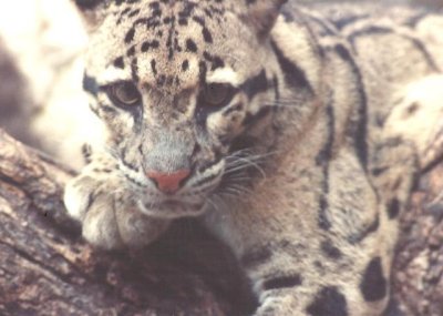 6-91  Clouded  Leopard   2.JPG