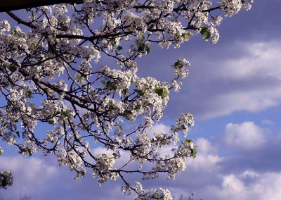 Bradford Pear Tree in Spring
