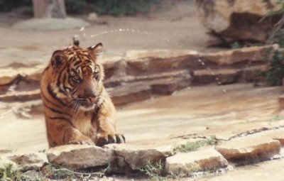 5-91  Sumatran Tiger Cub Playing in Water   .JPG
