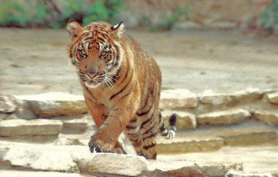 5-91 Sumatran Tiger Cub Eyeing Me   .JPG