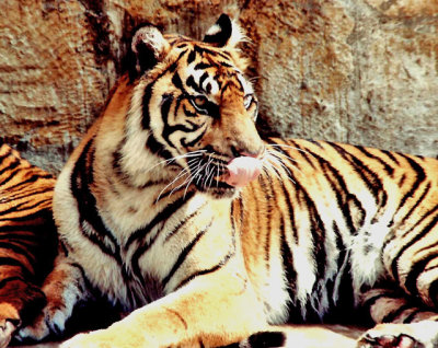 6-91  Sumatran  Tiger  mom   .jpg