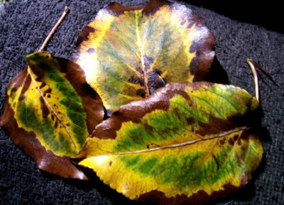 10-8-2015 Bradford Pear Tree Autumn 1