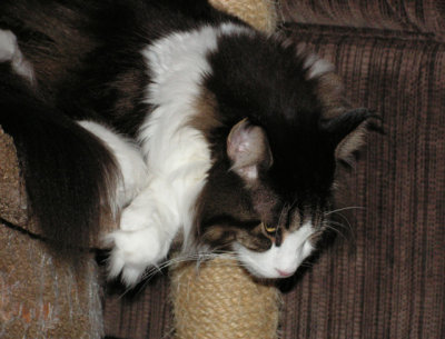10-29-2015 Celebrating National Cat Day.
