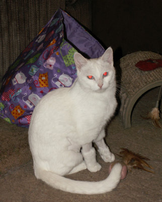 12-4-2015 White Alabaster Cat
