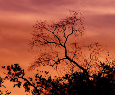 12-19-2015 Pink Clouds 5