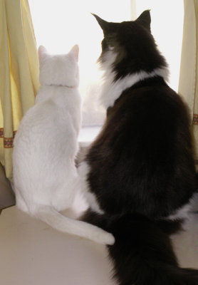 2-3-2016 Window Cats 3