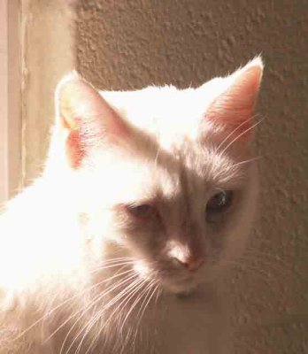 2-13-2016 Cat in the Sun 2