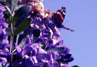 3-12-2016 Red Admiral on Mountain Laurel Bloom