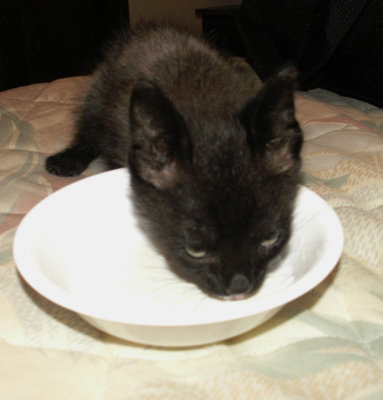 Rescued Black Kitten