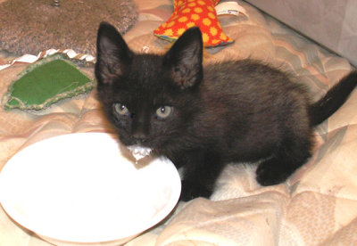 6-7-2016 Rescued Kitten 1
